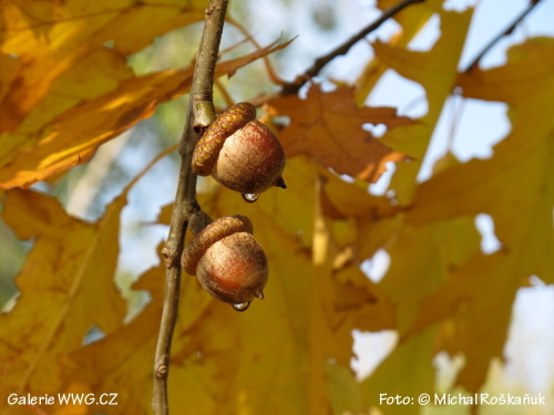 Podzim - Foto: © Michal Roškaňuk
